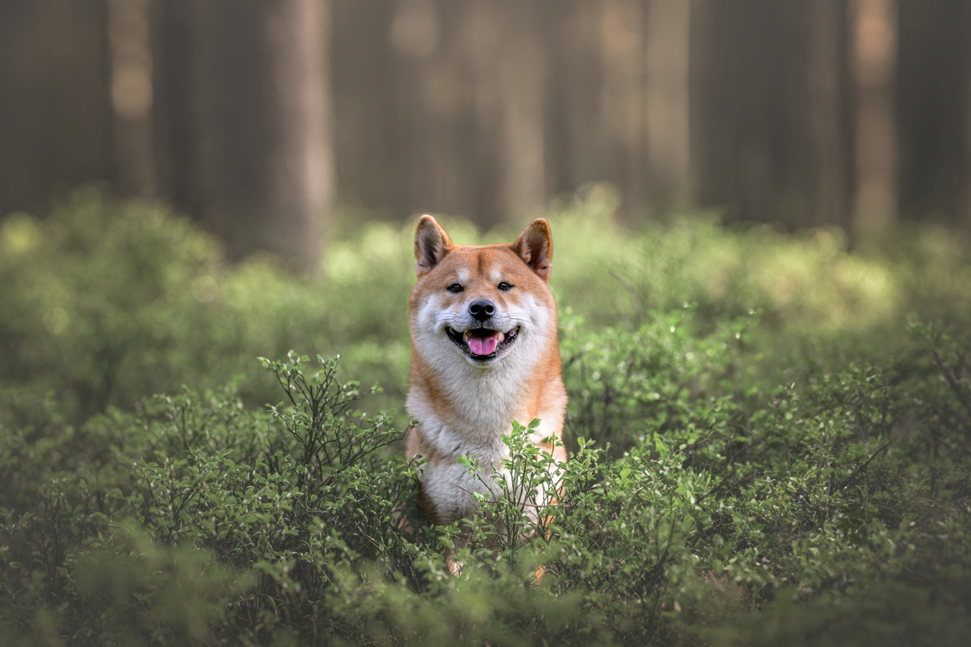 Ukázka fine art fotografie psa