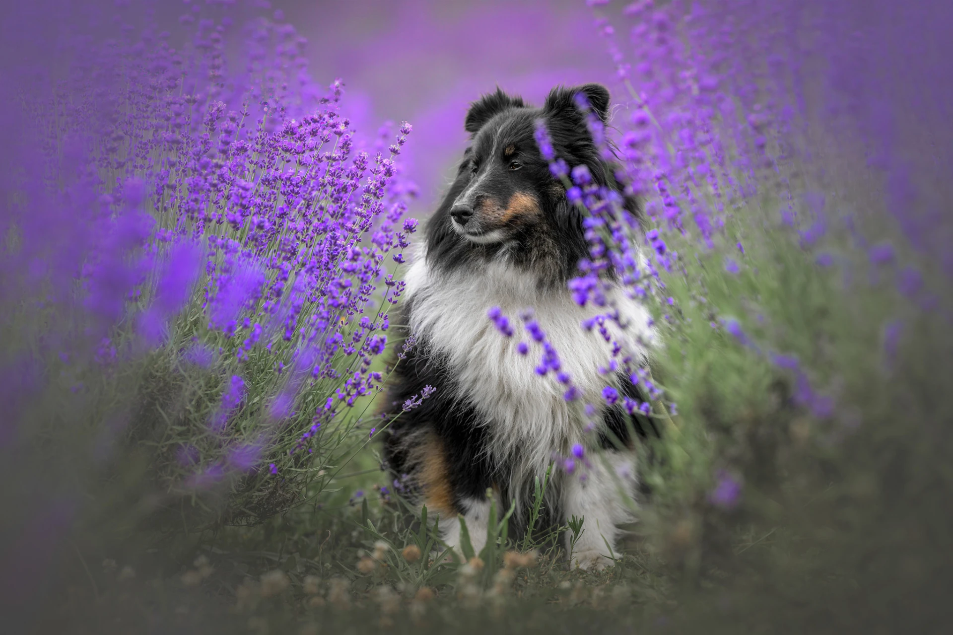 Levandulový sen – fotografie