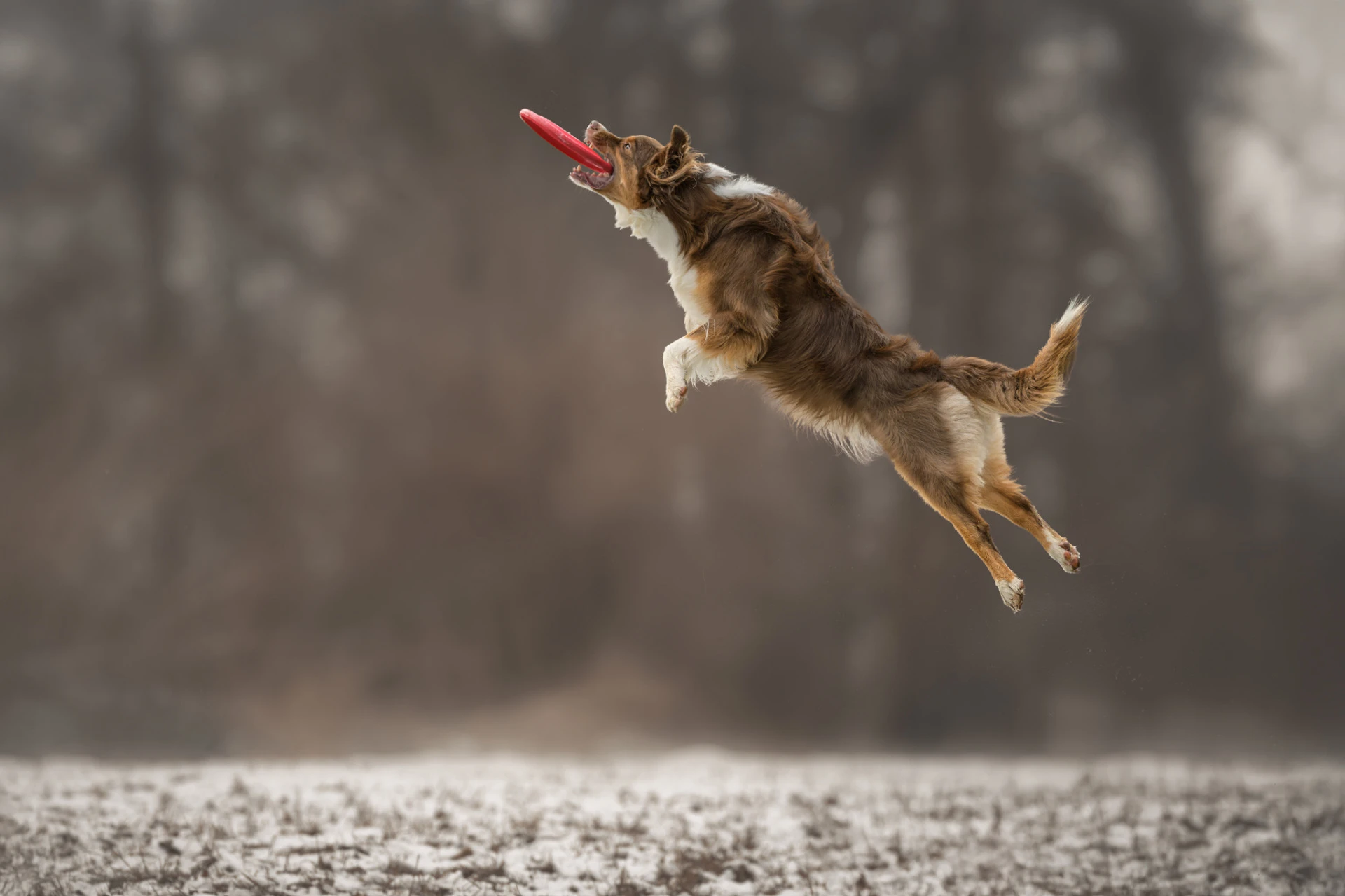 Frisbee v letu