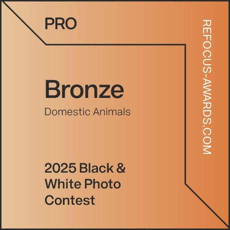 Bronze Award