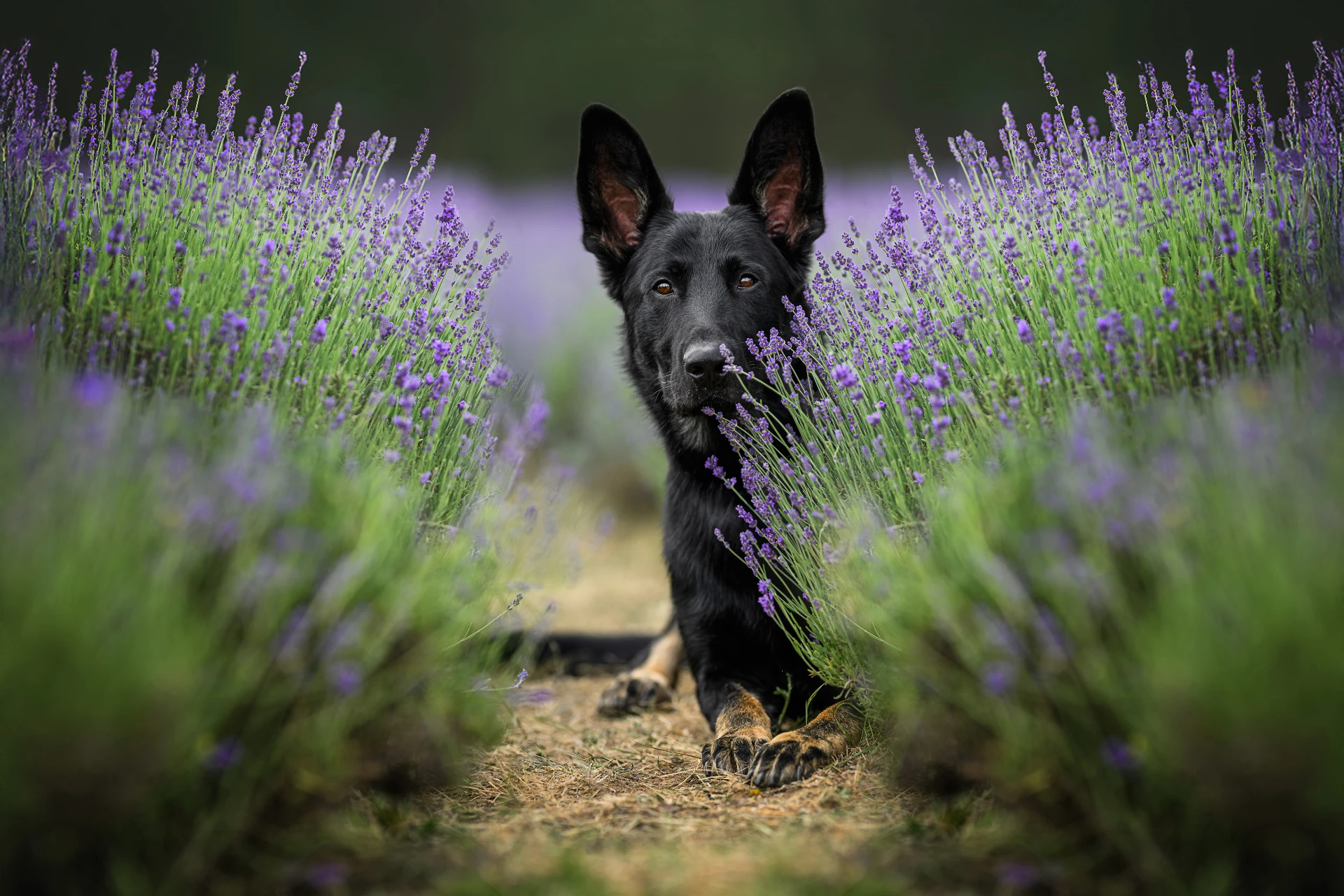 Dog Photography