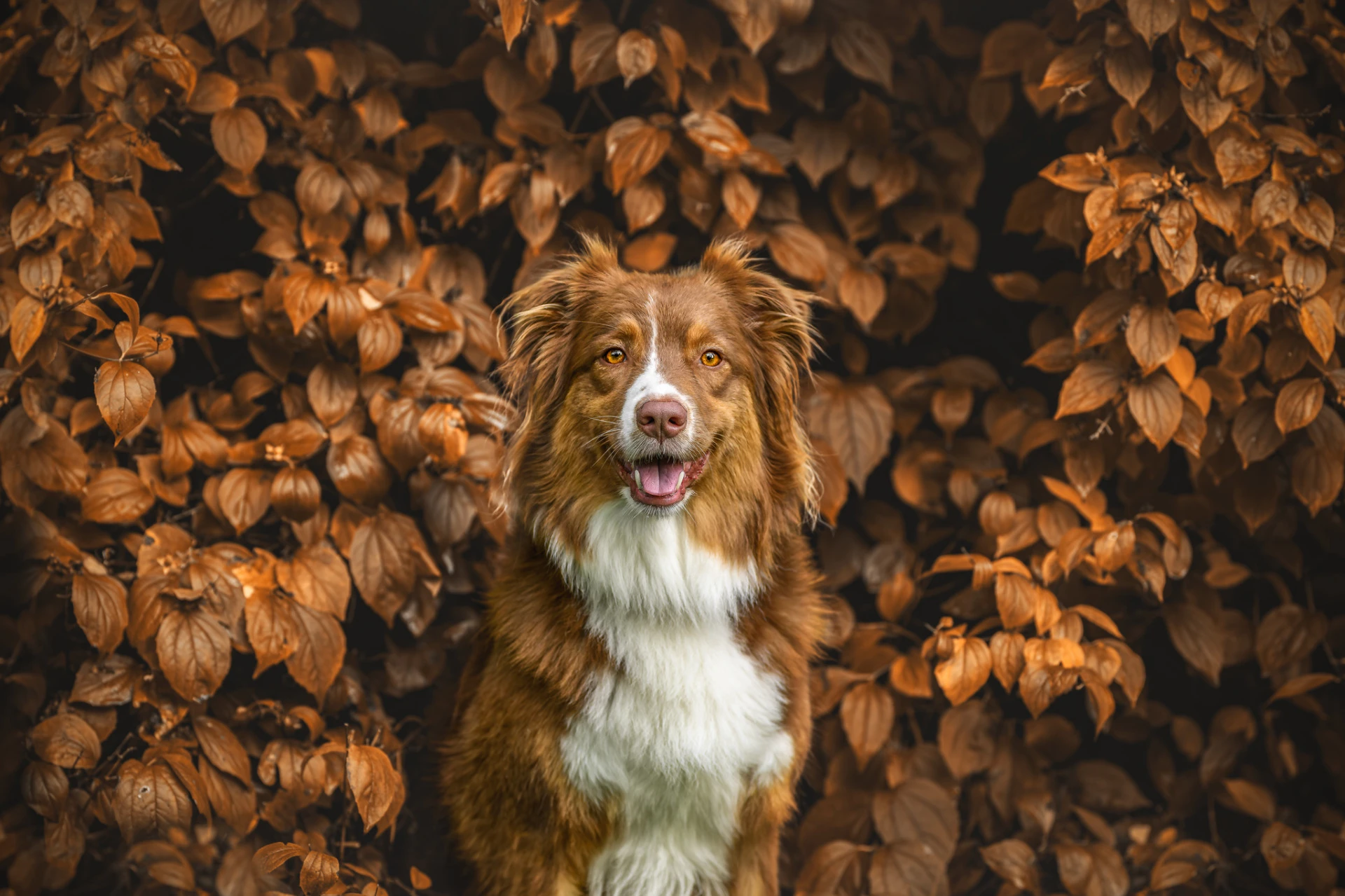 Focení psa v přírodě