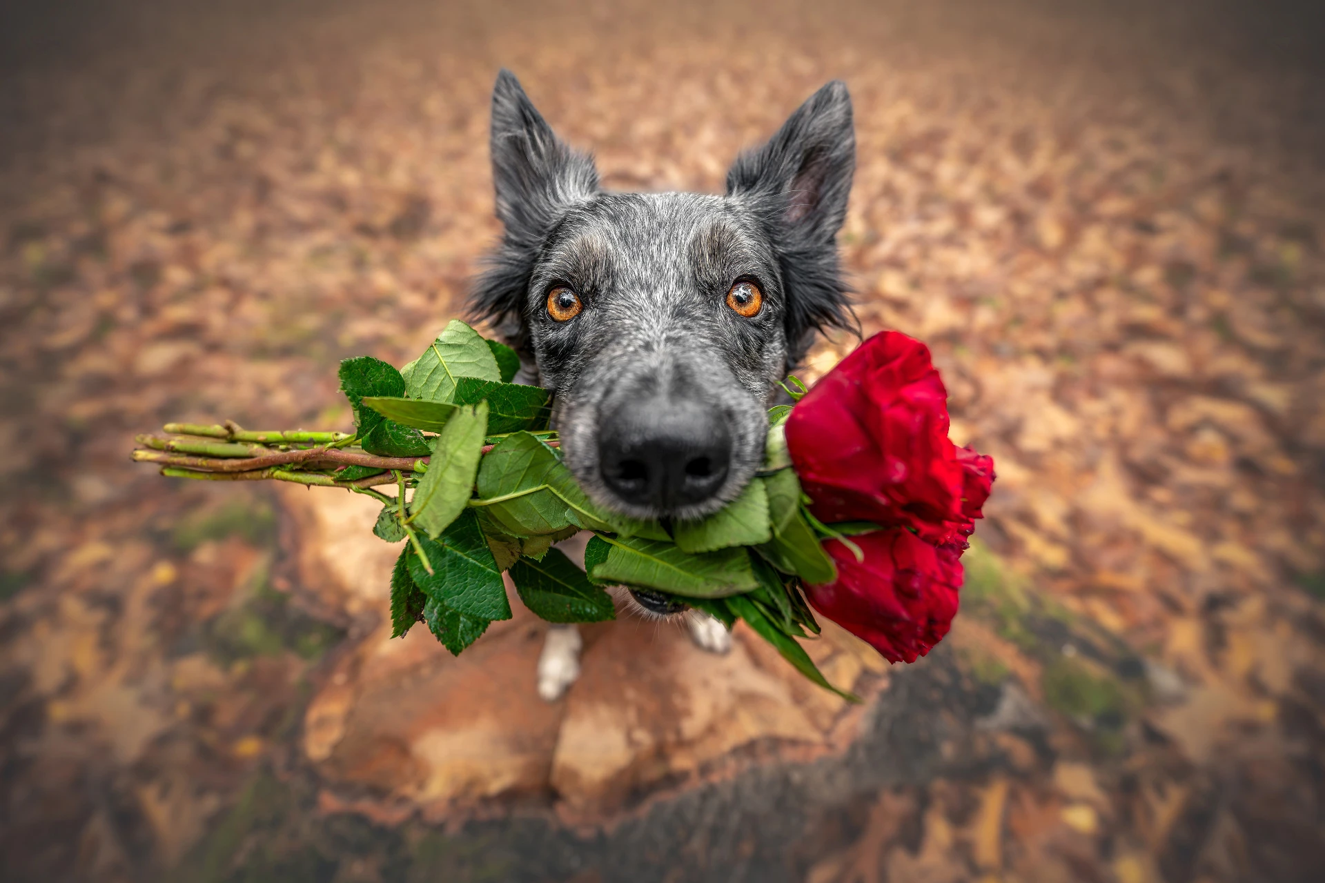 Focení s růžemi v Poděbradech