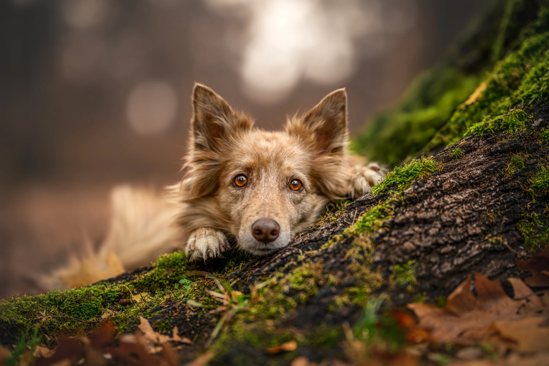 Psí focení fine art