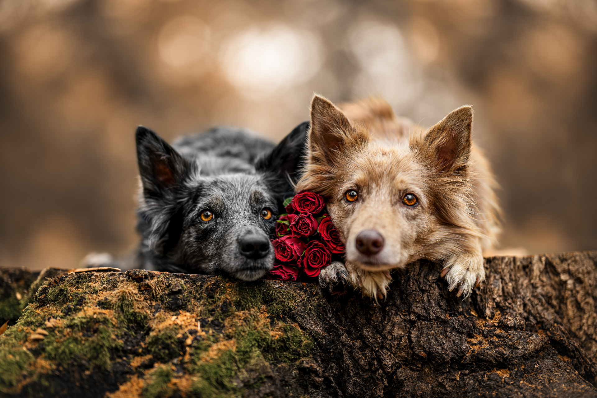 Lucie Nermuťová – Fine art fotografka psů