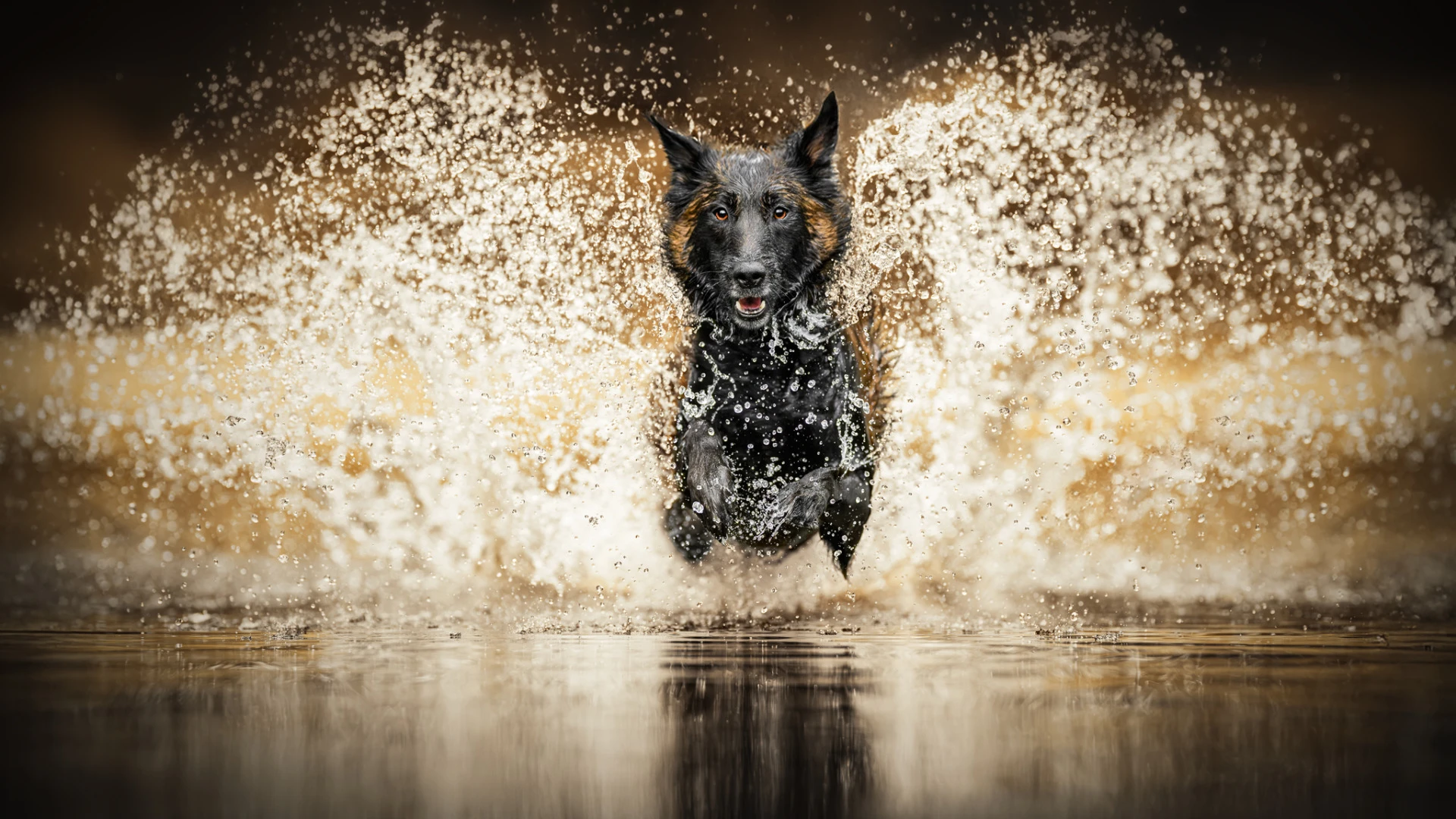 Psí focení portrét a pohyb