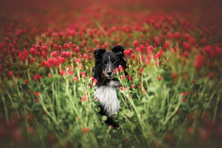 Portrét psa v trávě