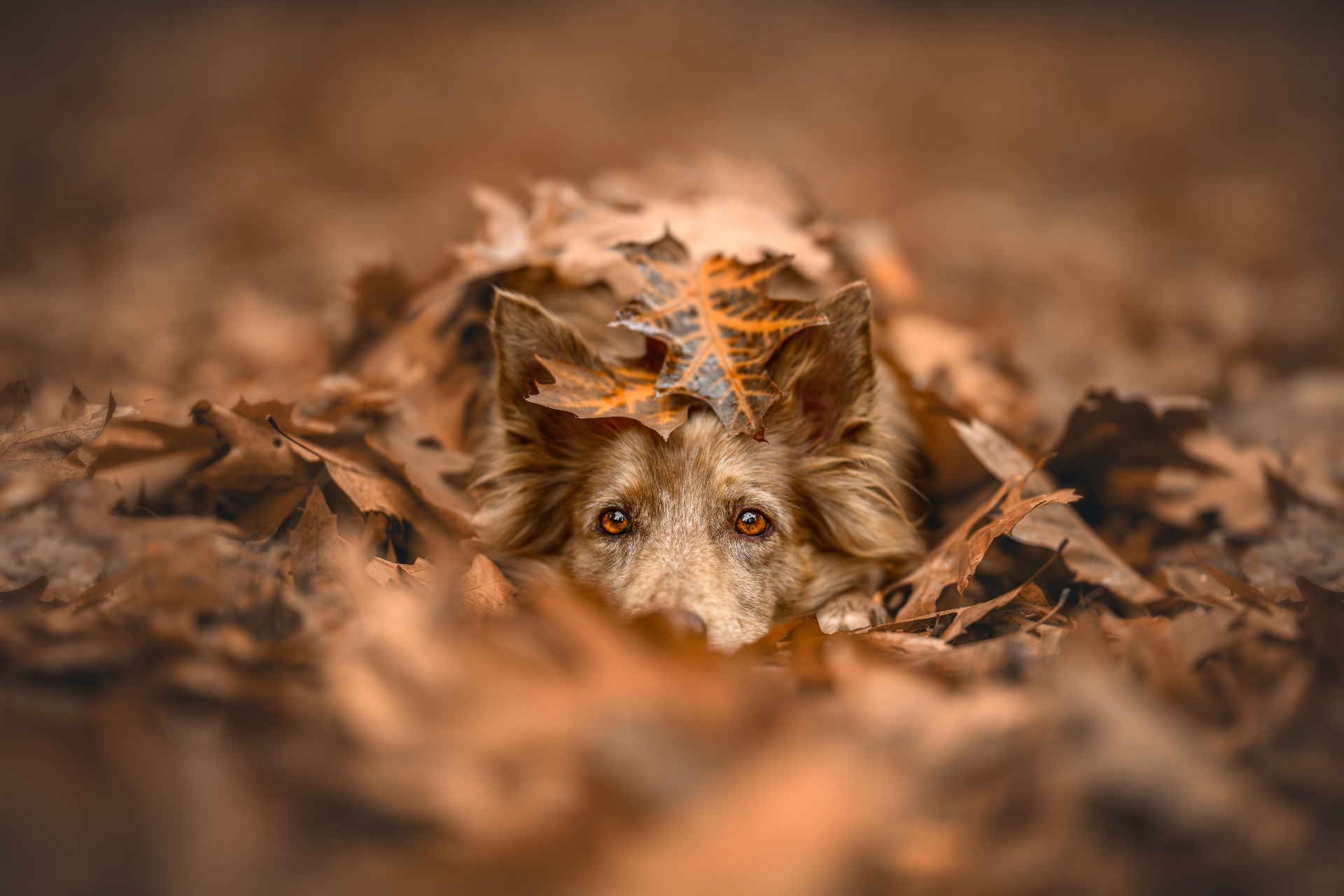 Fine art psí portréty – Lucie Nermuťová