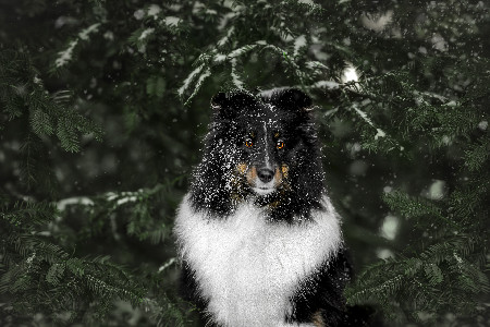 Psí portrét ve sněhu