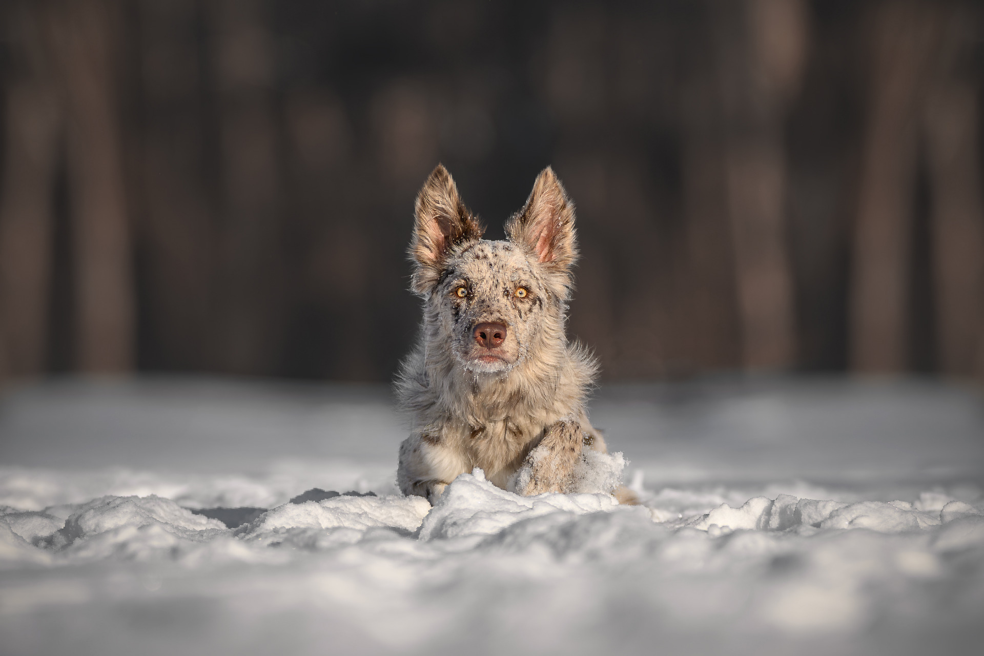 Ukázka fine art fotografie psa