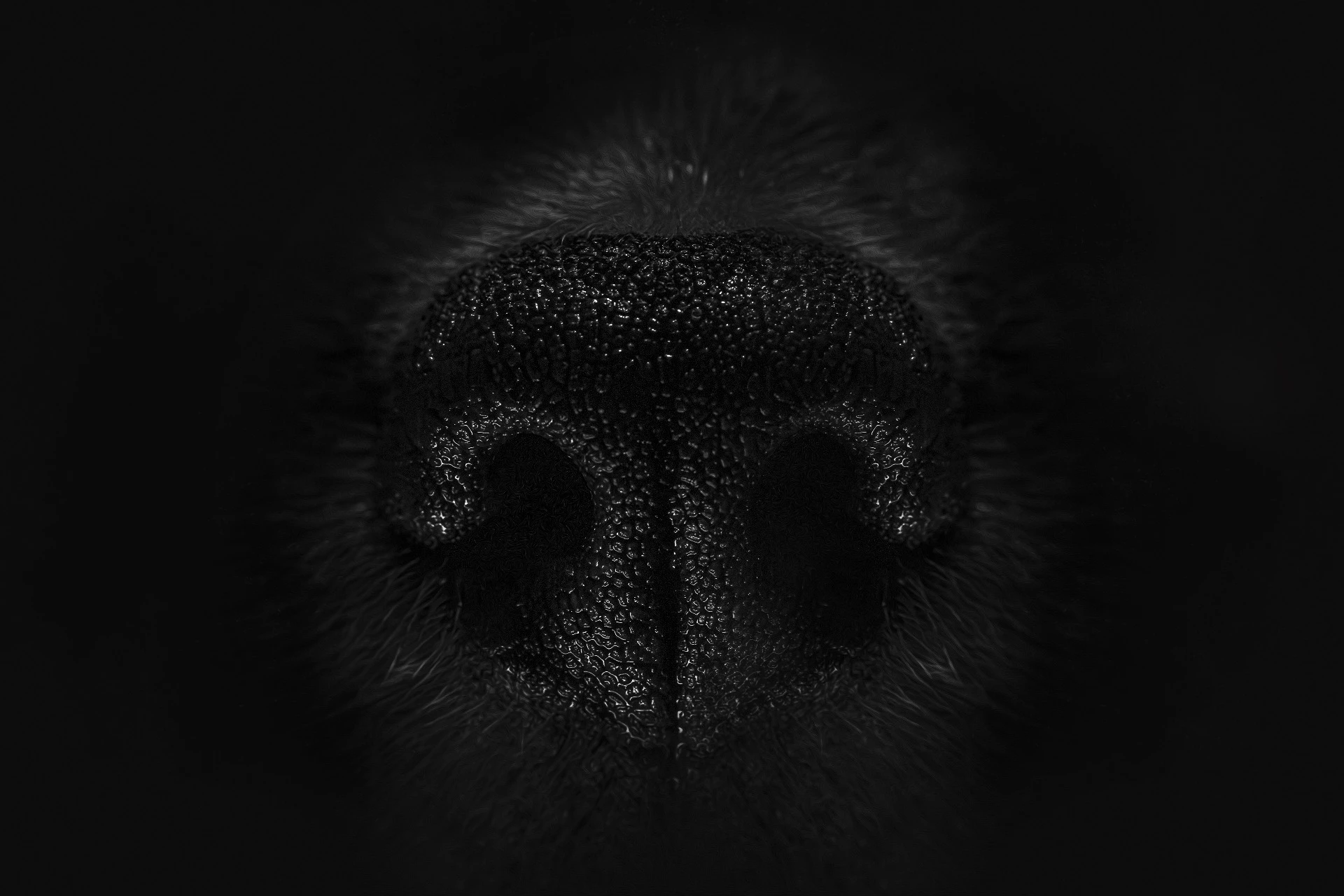 Nose Print – fotografie