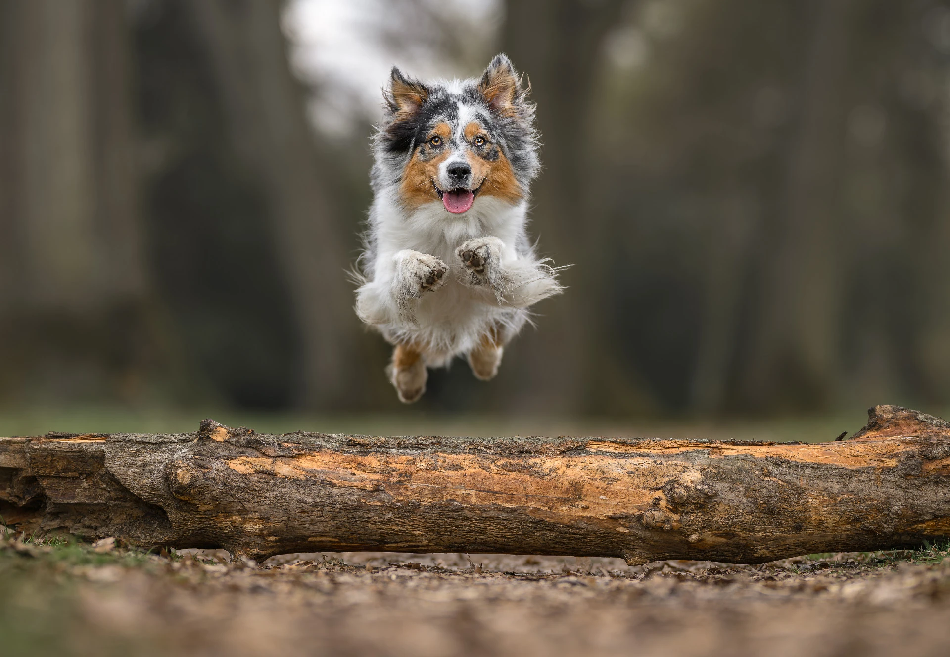 Fine art portréty psů