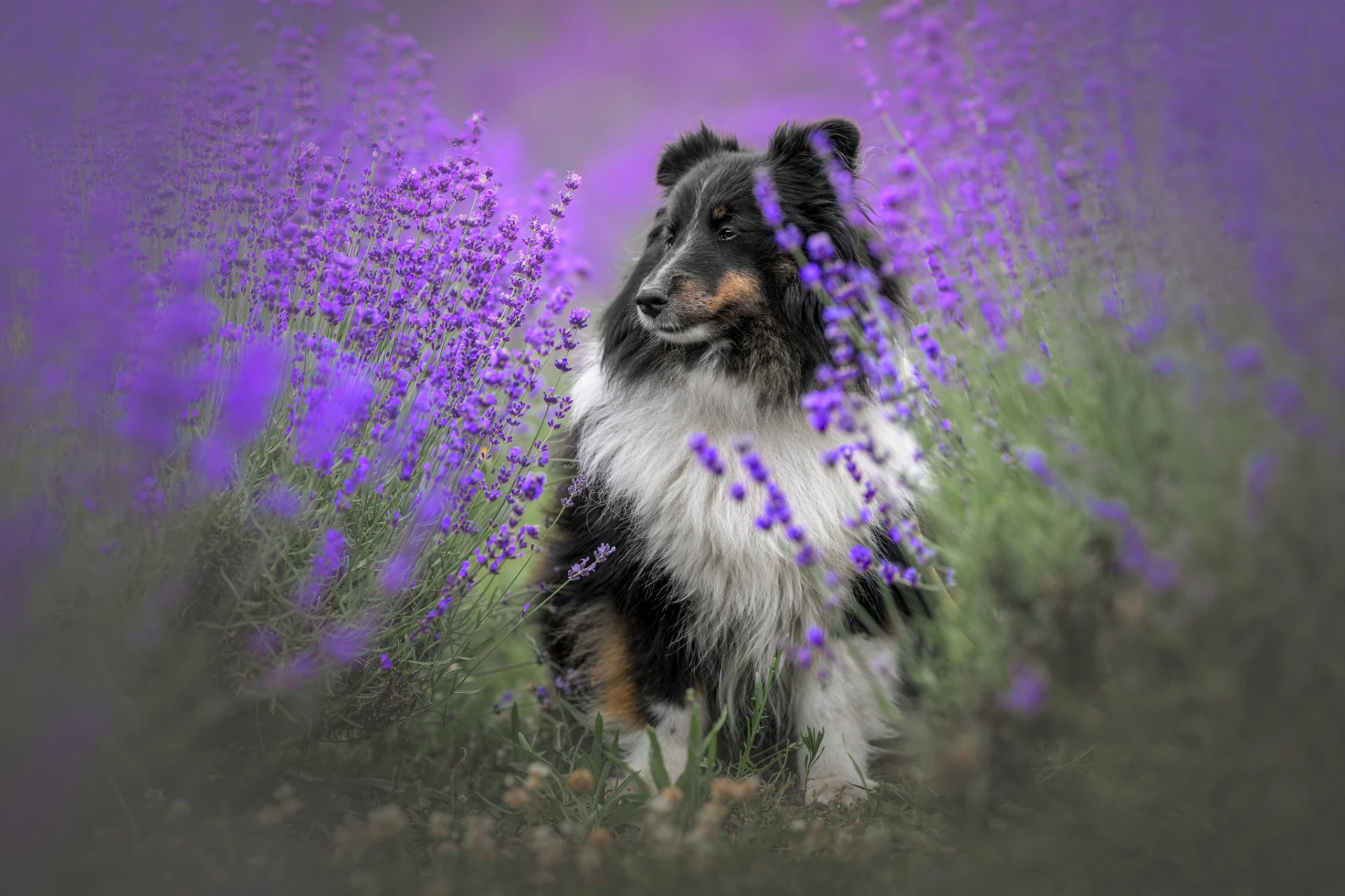 Levandulový sen – fotografie