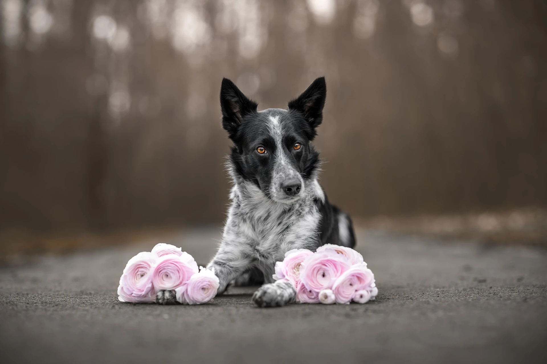 Ukázka fine art fotografie psa