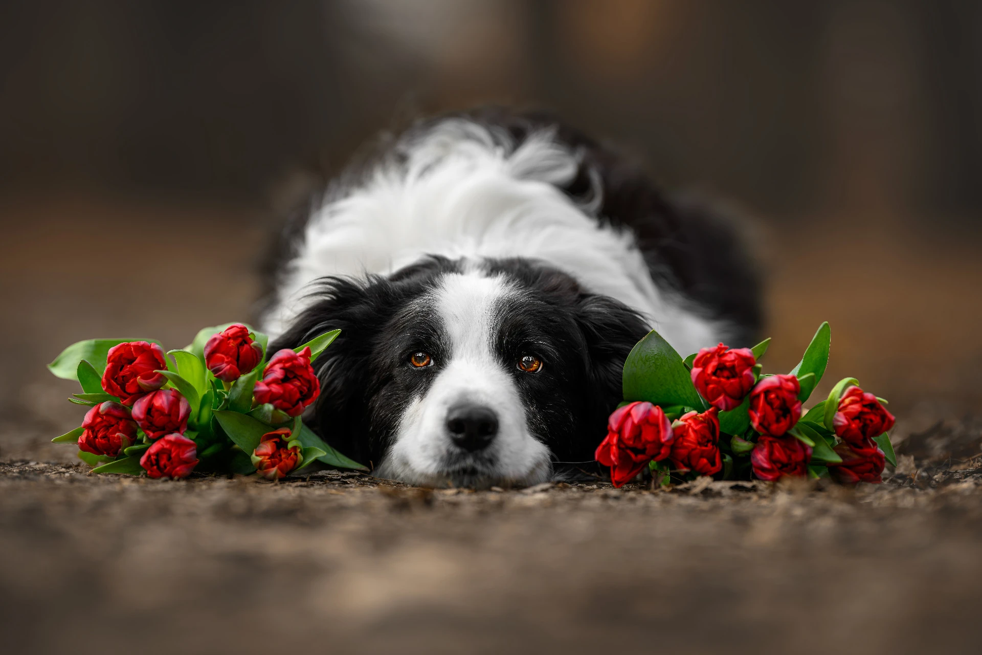 Ukázka fine art fotografie psa