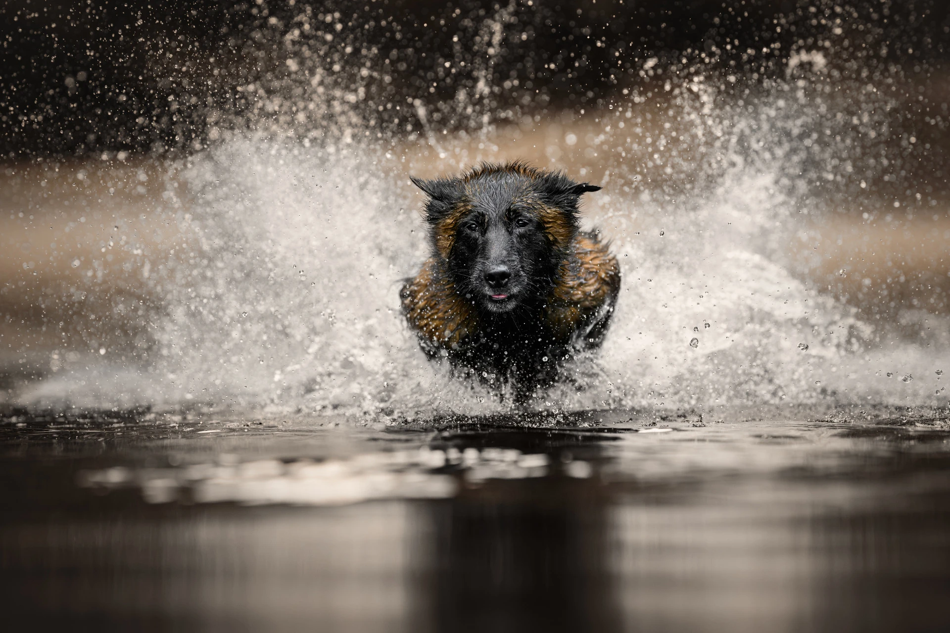 Dog leaping into water – The Leap