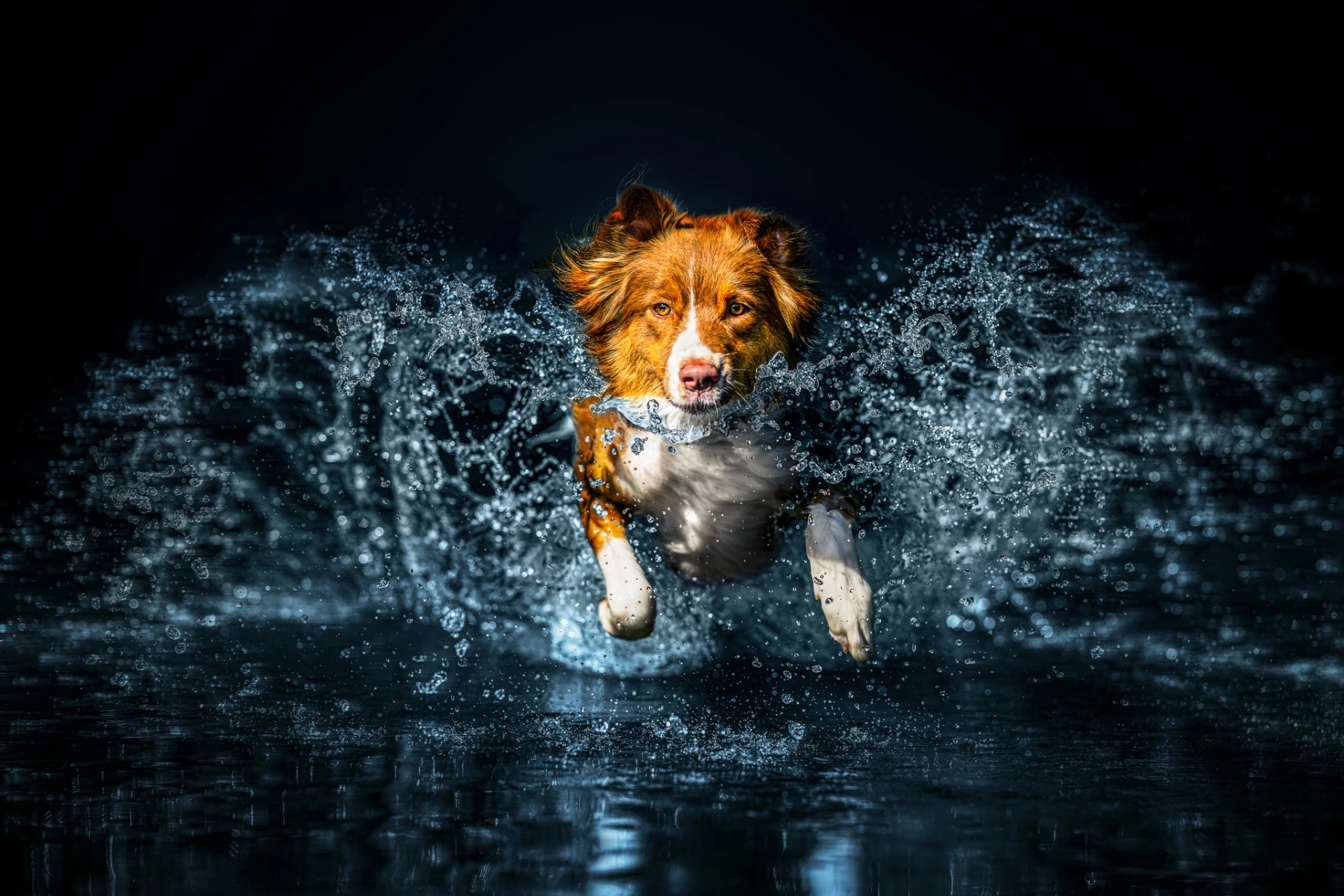 Oceněná fotografie – Muse Photography Awards, Platinum