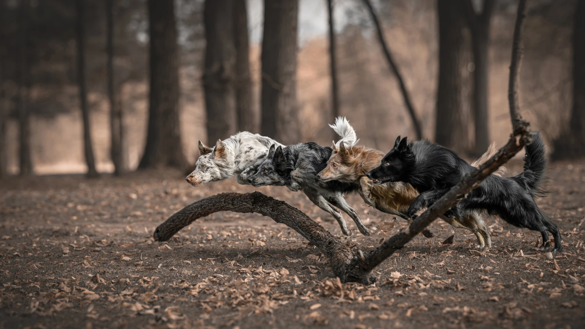 Dogs in Motion