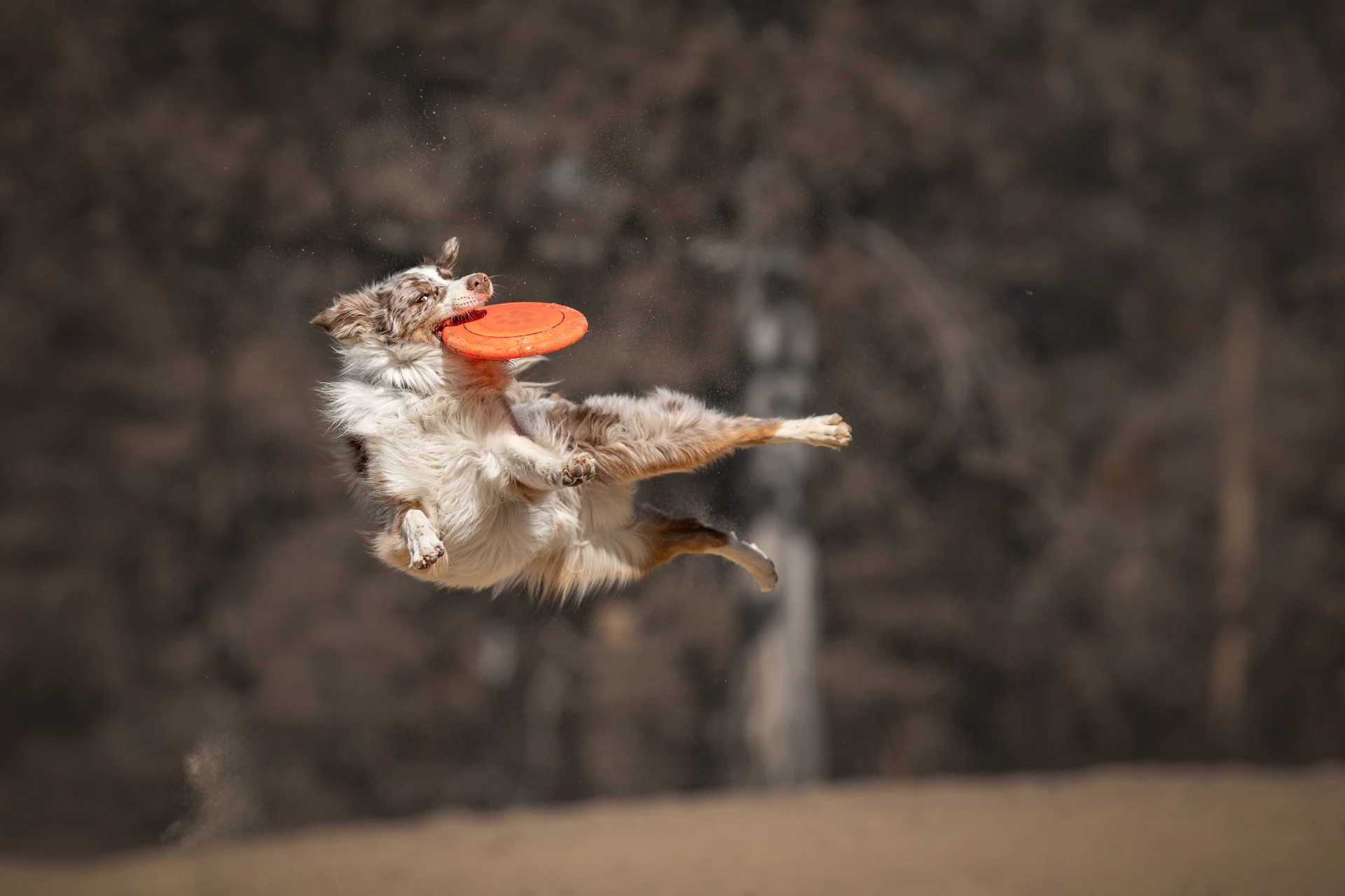 Lucie – Dogs in Motion | Luner Photography