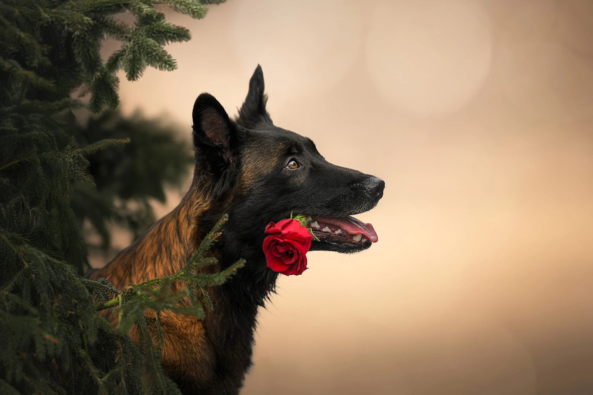 Ellie