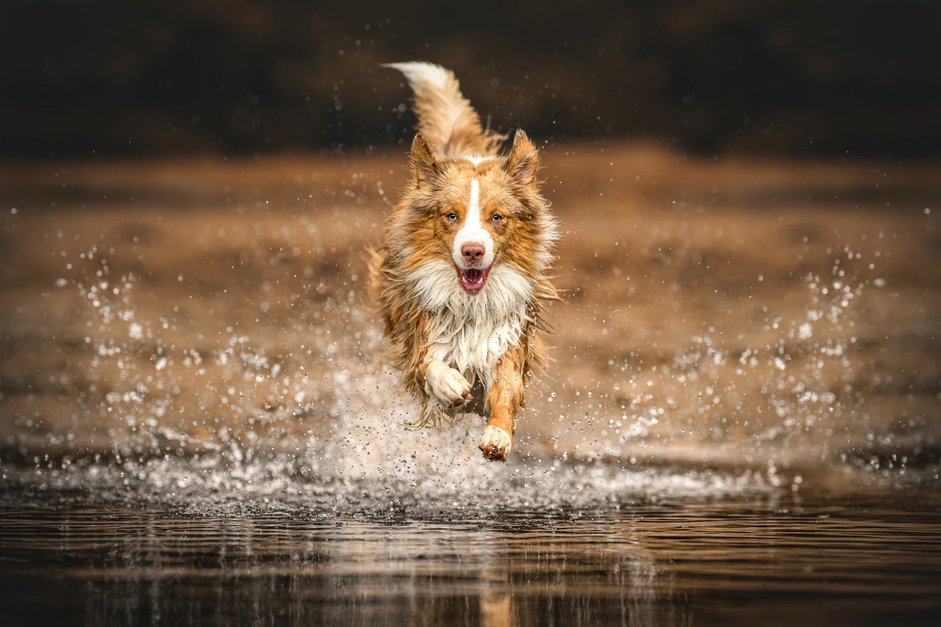 Dogs in Motion