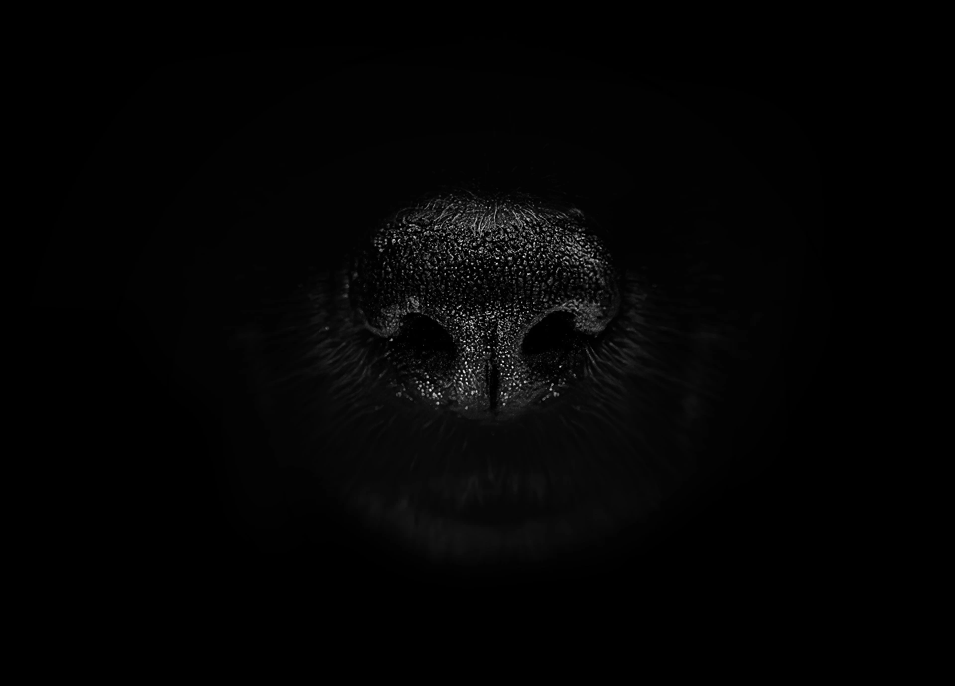 Nose print