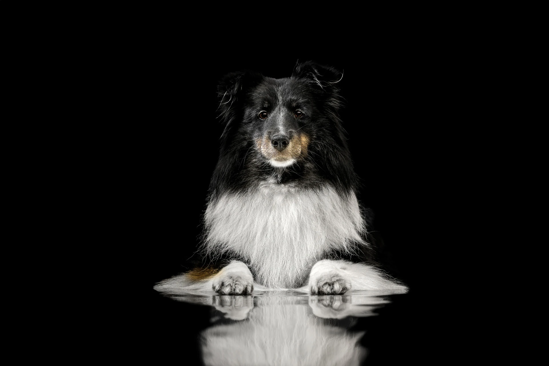 Studiový portrét psa · fotografie pro komerční licenci