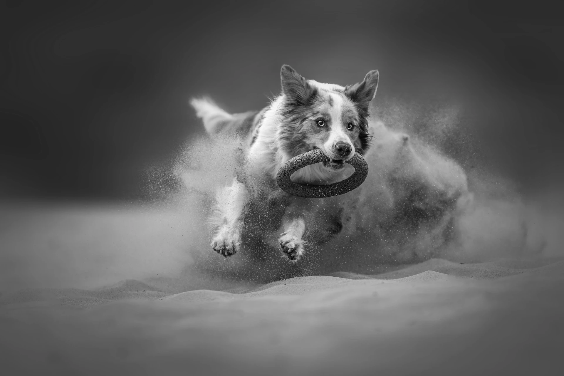 Oceněná fotografie – ReFocus Awards 2025, Bronz, kategorie Domesticated Animals