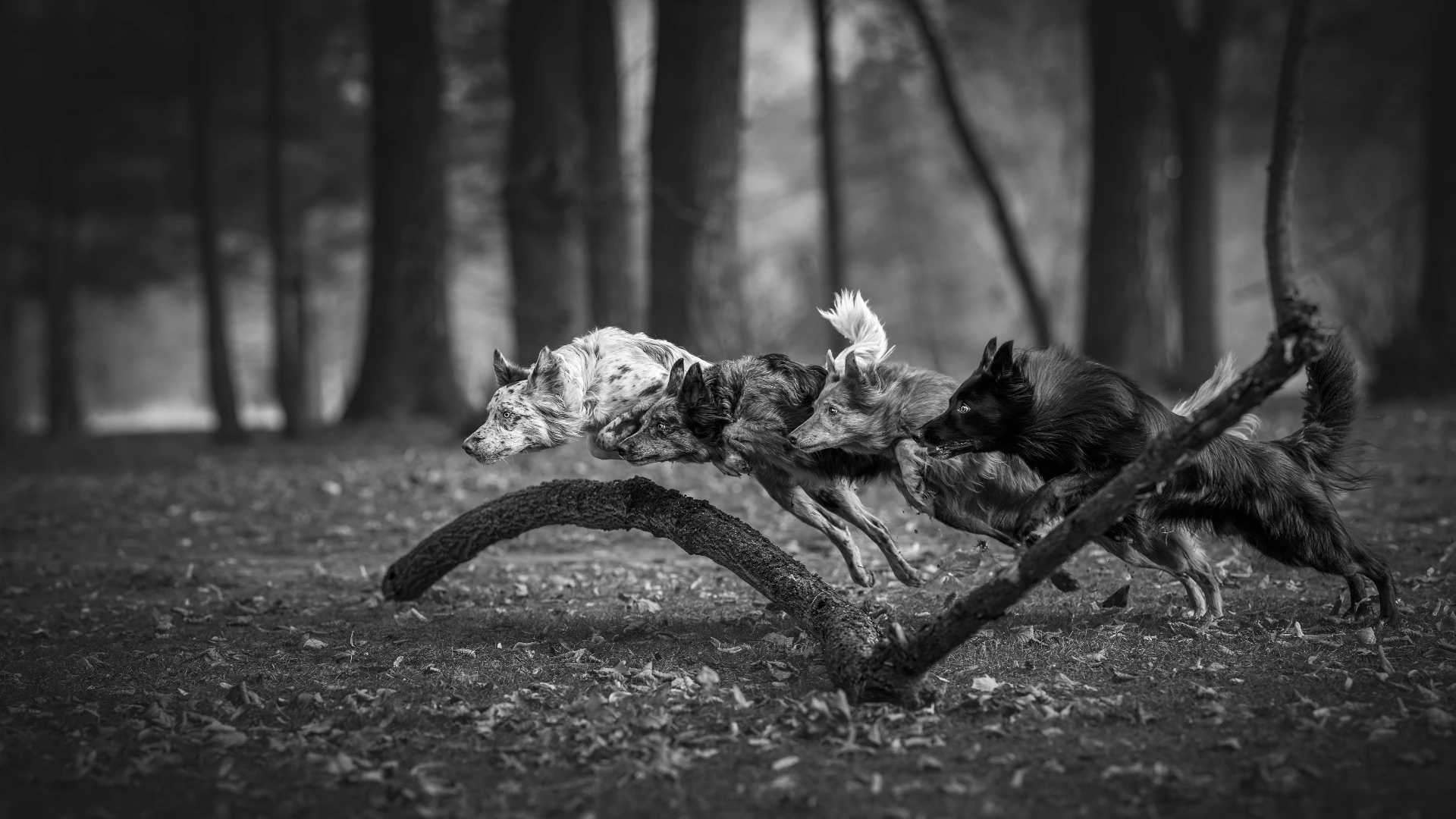 Oceněná fotografie – ReFocus Awards 2026, Bronz, kategorie Domesticated Animals