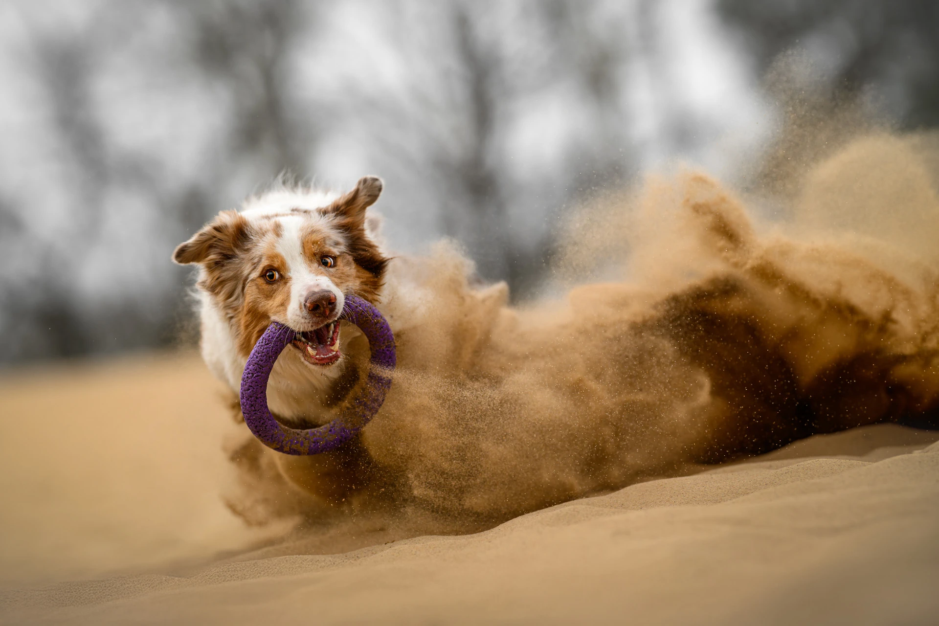 Dogs in Motion