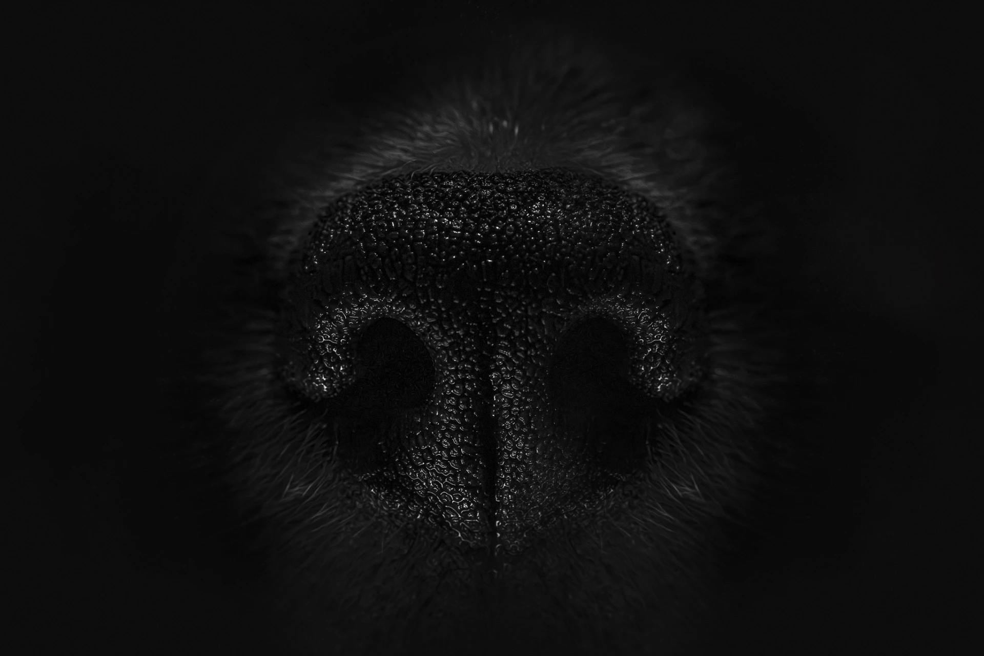 Nose print detail
