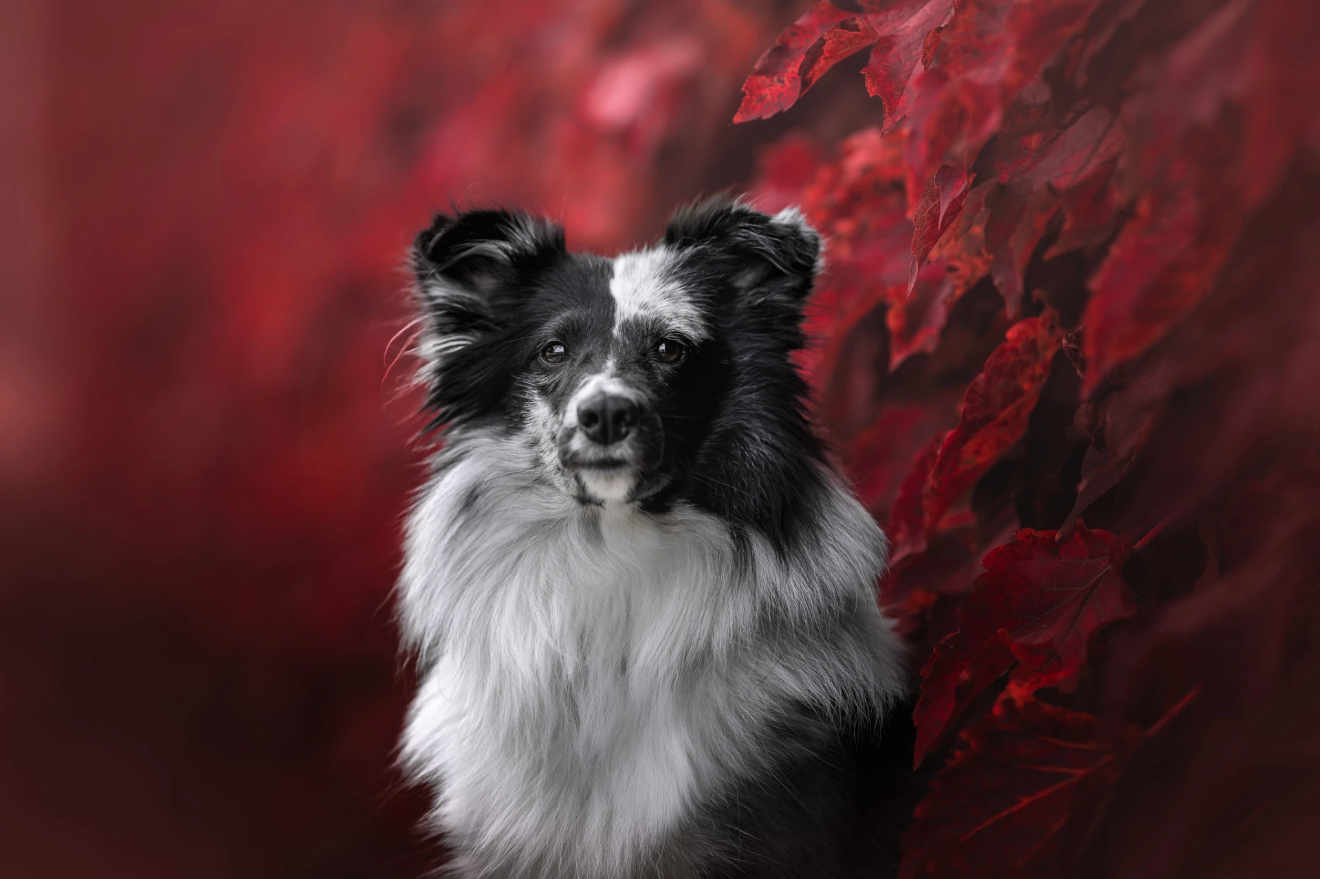 Podzimní fine art portrét psa · Lucie Nermuťová