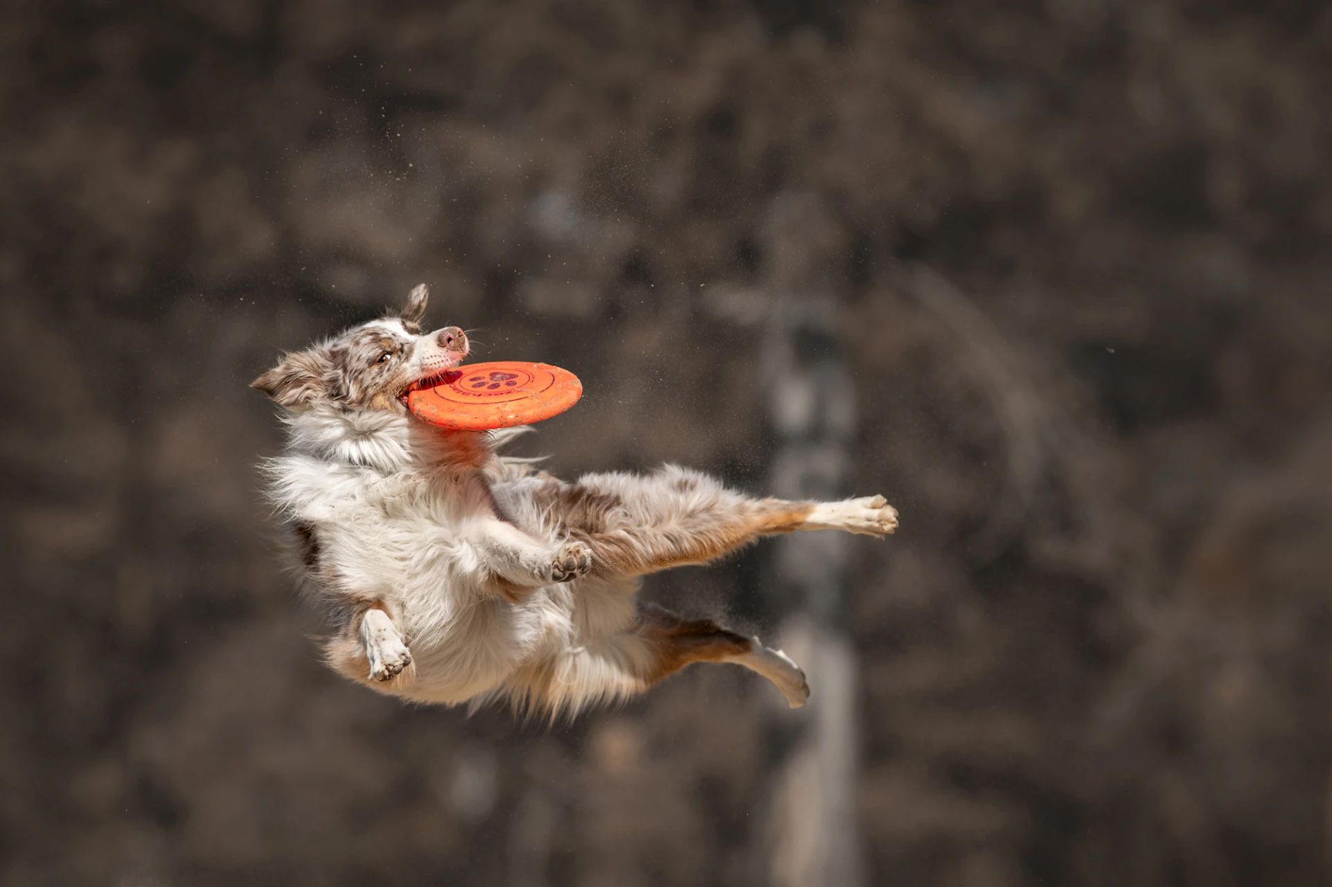 Oceněná fotografie dogfrisbee – IPPA Bronze Distinction