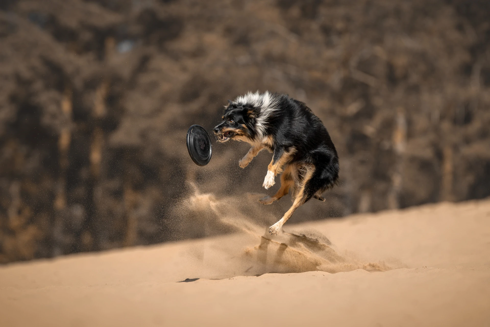 Autorská fotografie psího sportovce
