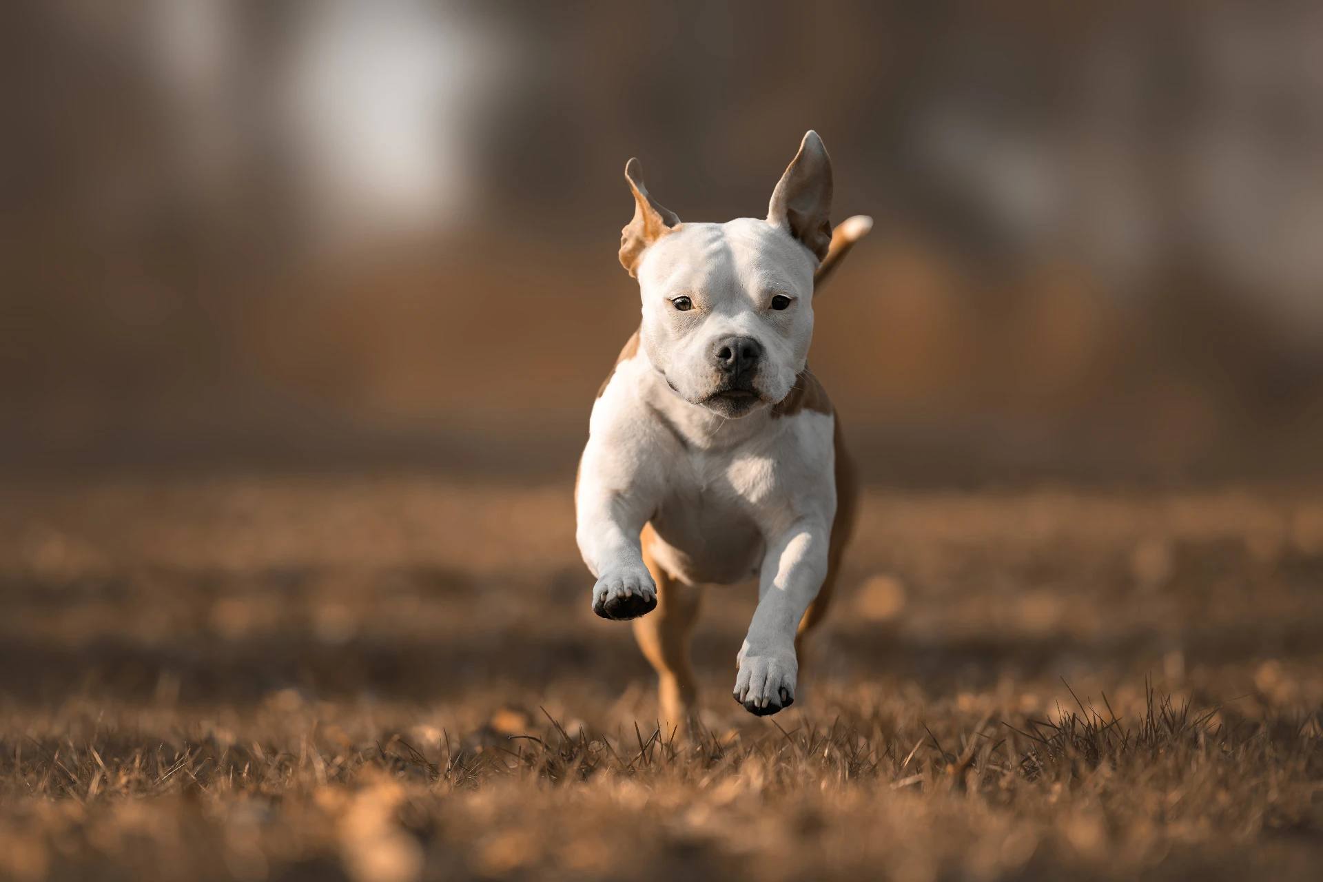 Mia v běhu – Luner Photography