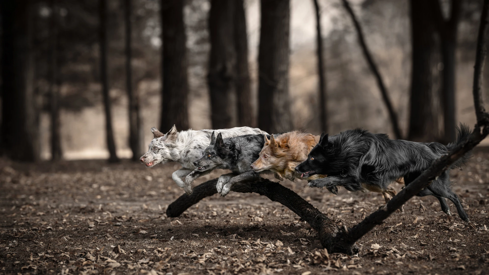 Oceněná fotografie – International Pet Photography Awards 2026, Bronze Distinction a International Photography Awards 2026, Honorable Mention