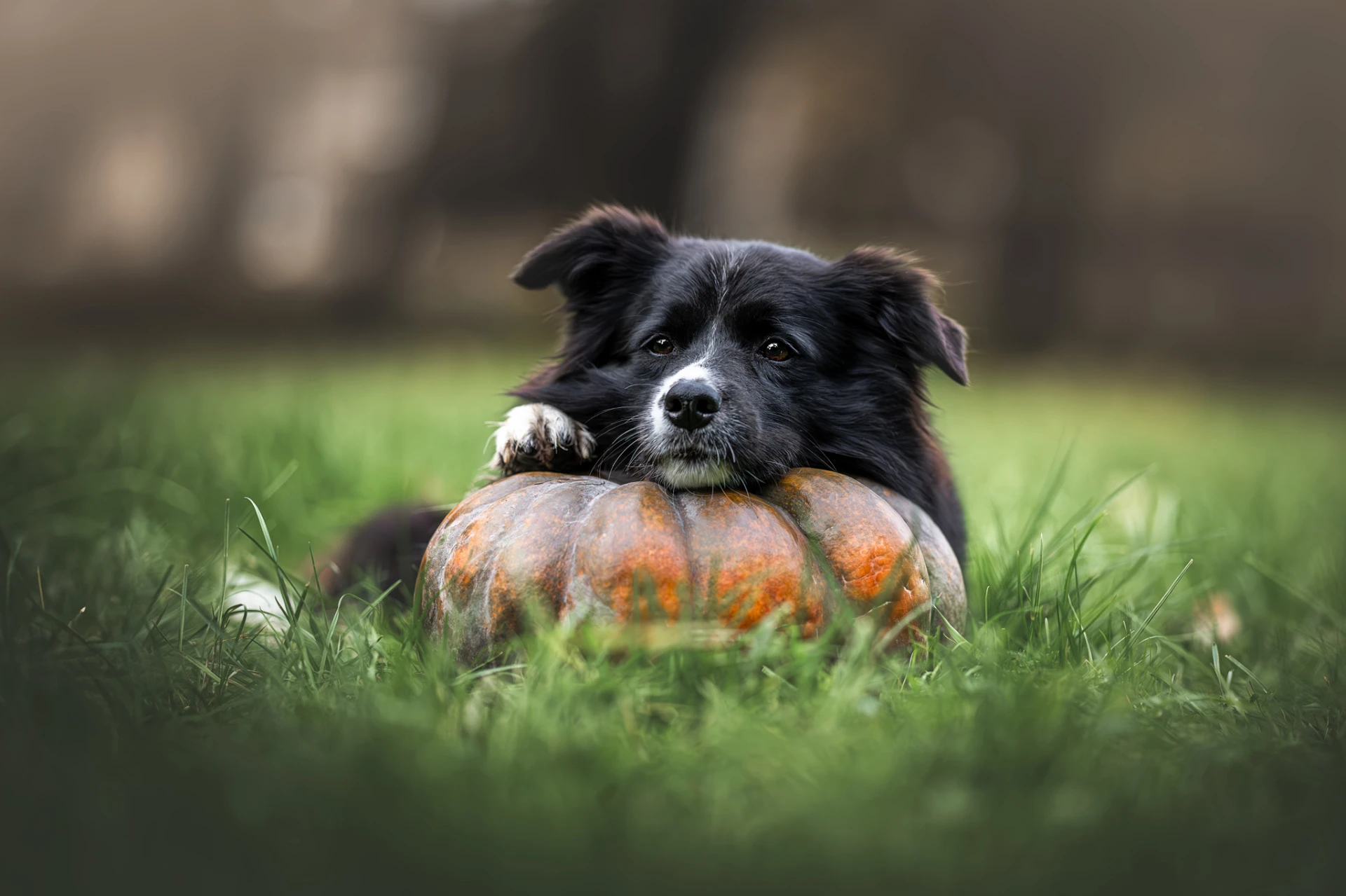 Pohádkový a temnější portrét pejska – Spooky Seasons Luner Photography