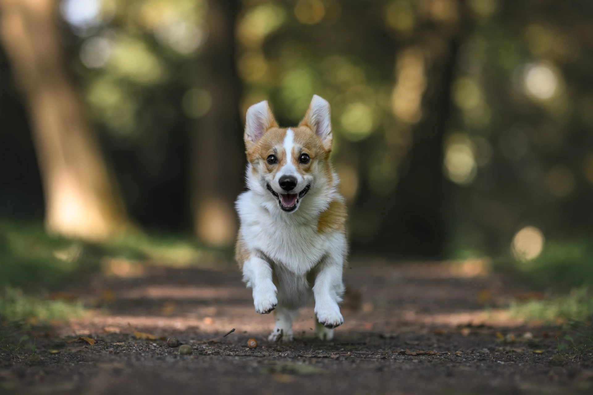 Corgi běží směrem k fotoaparátu po lesní cestě – akční fotografie psa